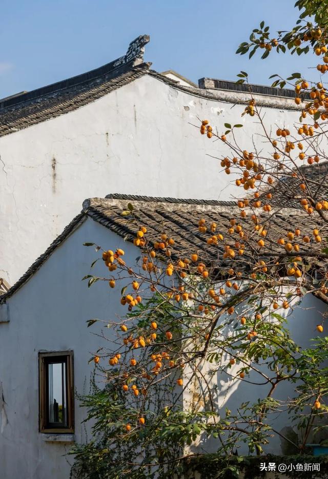 美爆了！苏州秋日大片，上新了！