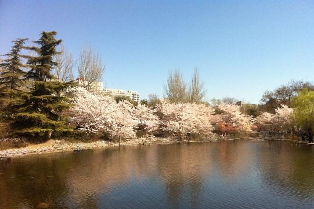 北京玉渊潭公园 樱花漫舞的诗意秘境