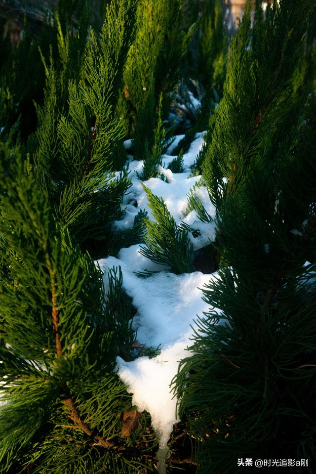 冬日的松柏丛，被雪裹成了一幅素净的画！