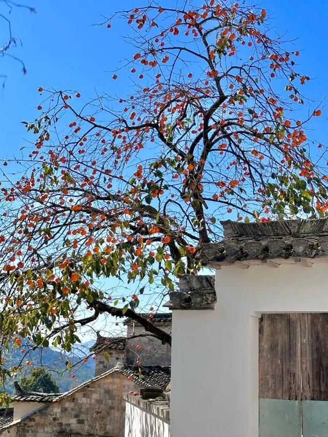 这个秋日，西递超好看的！| 皖美秋日