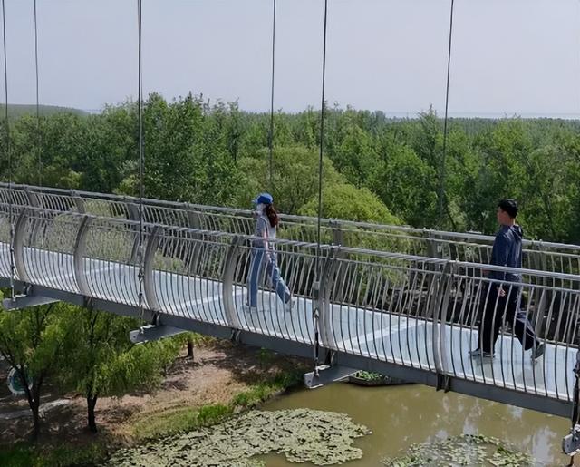 滕州微山湖红荷湿地：秋日限定的诗意画卷
