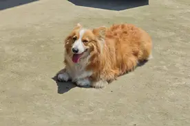 主人带狗狗徒步减肥，最后累瘫用尿素袋抬回，网友：熹贵妃回宫！图片