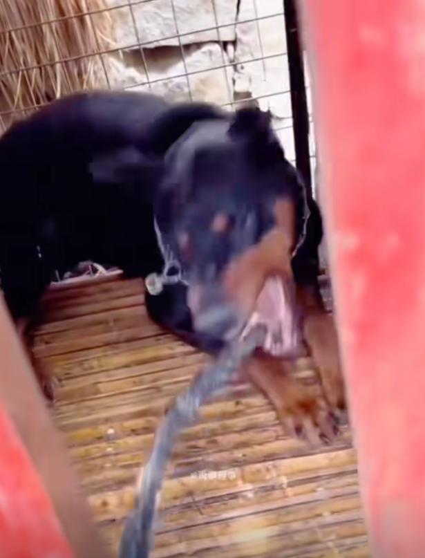 丹阳烈犬扑童后续:受害者全家遭威胁,女子身份不简单,难怪嚣张(图13) 丹阳烈犬扑童后续:受害者全家遭威胁,女子身份不简单,难怪嚣张(图13)