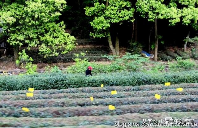 杭州324路公交车沿途风光（皖浙沪旅游122）