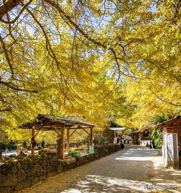 11月一定要收藏一份全国银杏观赏地图