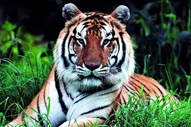 2003年中国将5只华南虎放到非洲草原，繁衍到15只后，发现不对劲图片