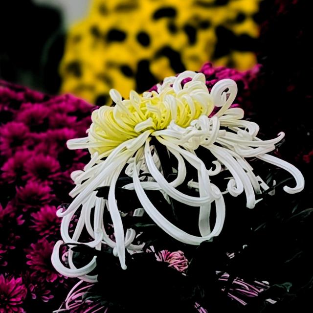 武汉动物园金秋菊展集锦