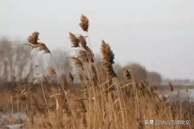 【随笔】与衡水湖对坐