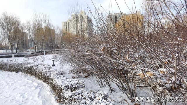 2025年北京冬天第一场雪后随手拍的小情小景，打动您了吗