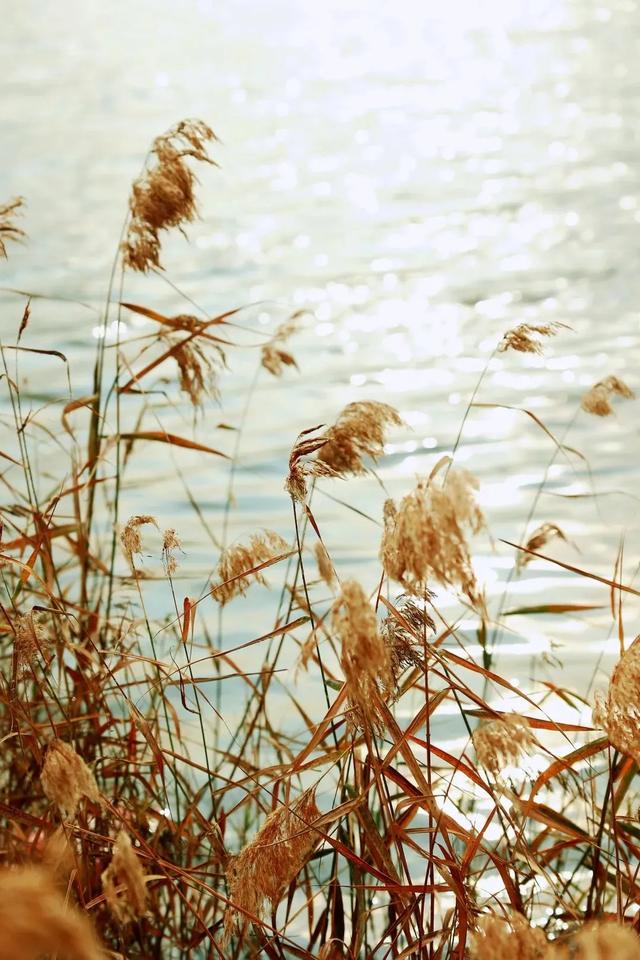 芦花飞雪！比人高+多机位！青岛氛围感芦苇荡初冬打卡地