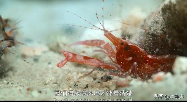 不忍直视却上头！8.9分纪录片拍 “边缘物种”，撕开自然浪漫假象