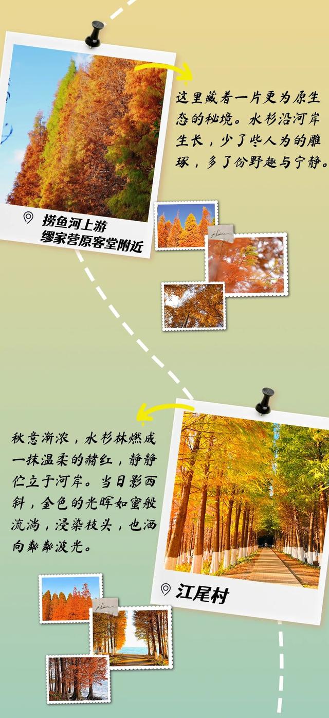 呈贡水杉染金、红嘴鸥翩跹，这份绝美打卡地图请收好