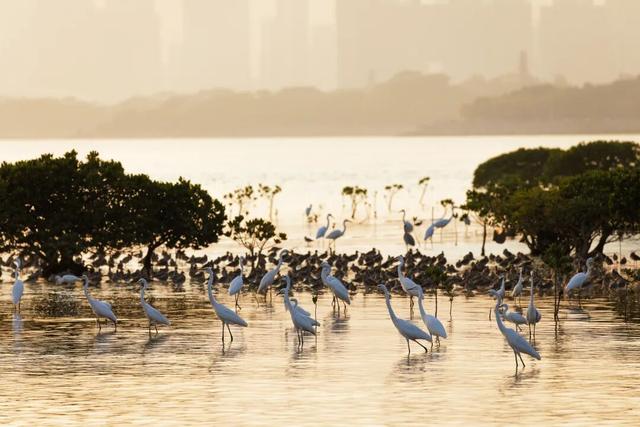 仅限2天！福田红树林公园邀您共赴！