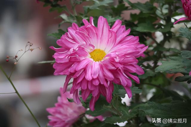 小区里的“菊展”，家门口的美景