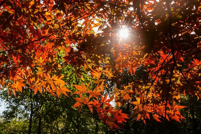 可惜你不听《枫》,不知道醴陵这片枫林到底有多美!