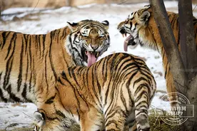 数据会说话｜虎豹为何频频下山？图片