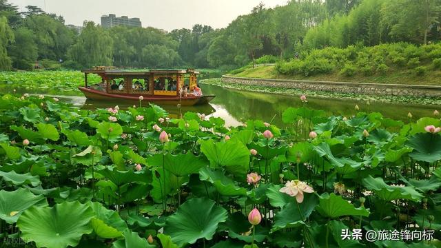 读《爱莲说》悟赏莲攻略，避开人挤人，这 3 处秘境藏着夏趣