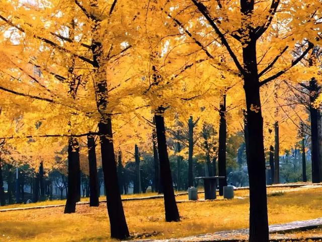 满目金黄，来杨凌赴一场“鎏金之约”！