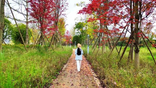 在眉山天府新区，遇见五彩斑斓的初冬！