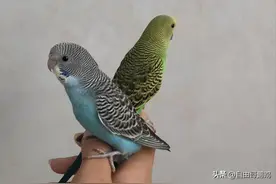 别交智商税！亲测5种便宜好养的鸟，一个月伙食不到10元图片