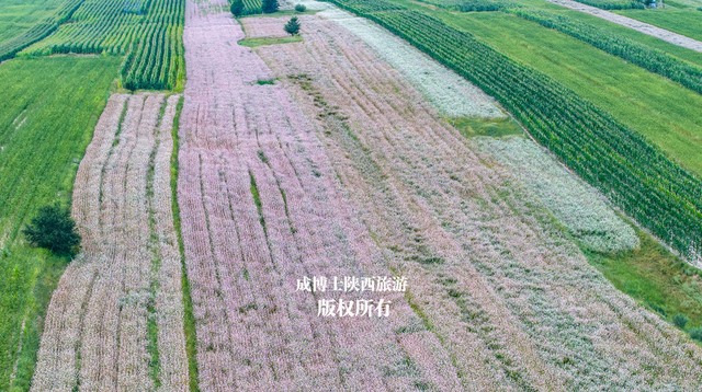 陕西8月份最大的荞麦花海，感觉不是很火，什么原因呢？