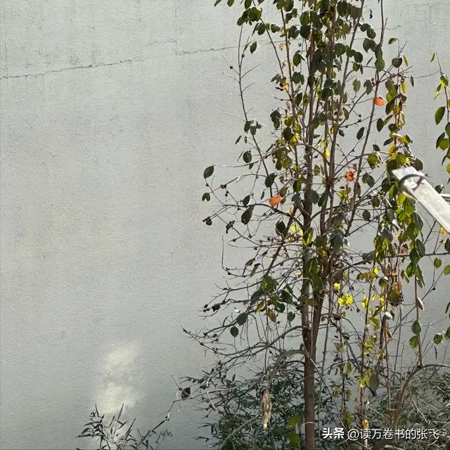 杨振宁走后1个月, 翁帆搬离别墅, 带走34箱东西, 那是她全部的财产