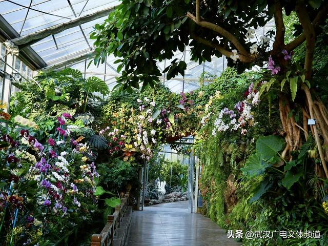 万株热带兰花盛放“23℃花屋” 武汉植物园热带兰展冬日绘春