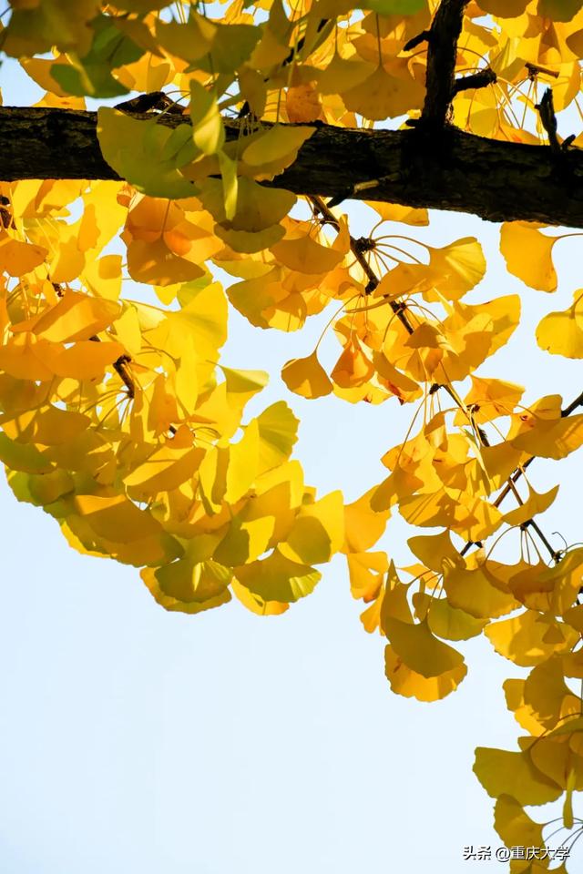 重大限定皮肤上新，超出片！🤳