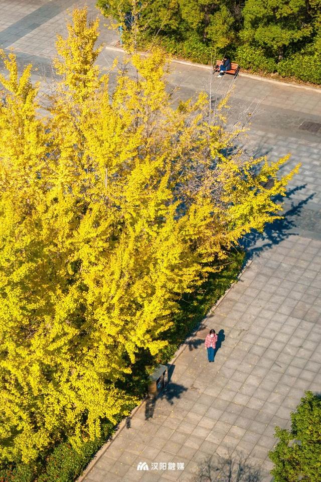 限时绝美！汉阳全城颜值巅峰，零换乘直达