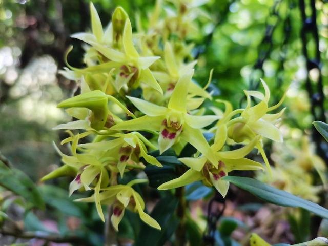 新鲜铁皮石斛多少钱一斤 2025年新鲜铁皮石斛多少钱一斤啊