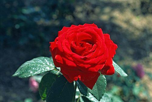 情感爆文《在感情的世界里	，懂比爱重要》