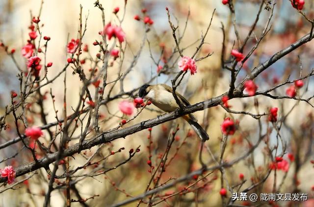 冬日“梅”景，真美！