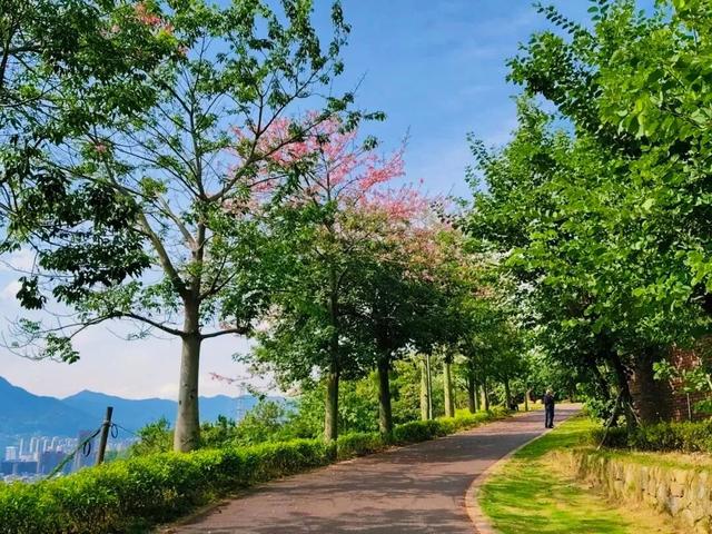 重阳登高何处去？安溪邀您赏花踏秋，解锁「茶山+云海」双景模式