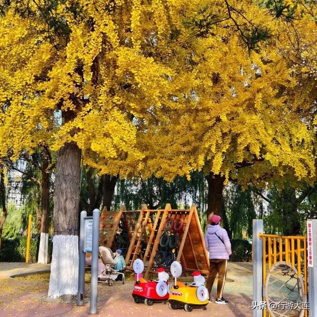 落叶缓扫～24处叶景打卡地延长“营业”时间