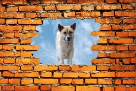 一月狗上墙头，二月狗三月狗梁上飞，属狗的几月出生最好命？图片