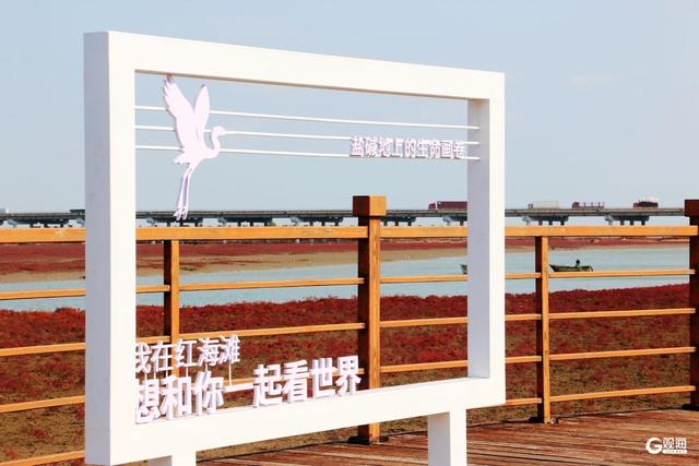 胶州湾红海滩：一片红海，万种生机