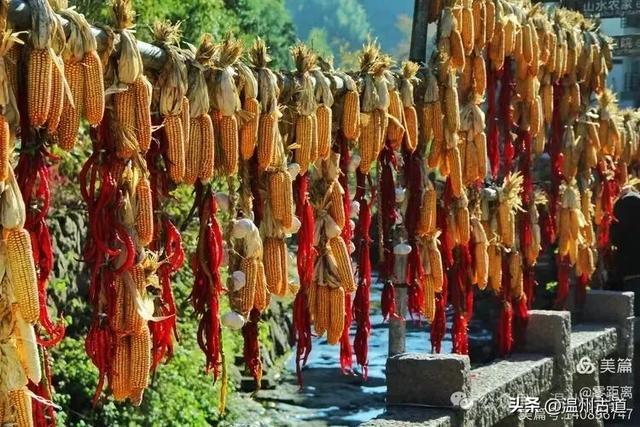 醉美林坑晒秋!这条连接两个避世古村落的省一级古道,周末可走起