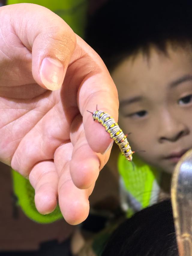 广州亲子研学，夜游植物园，走进大自然的夜课堂