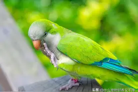 什么鸟说话能力最强！首选黑八哥不是和尚鹦鹉！说话能力强的鹦鹉图片