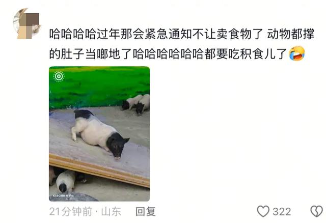 笑麻了！国庆的动物们都吃出工伤了！一看评论区动物们都EMO 了