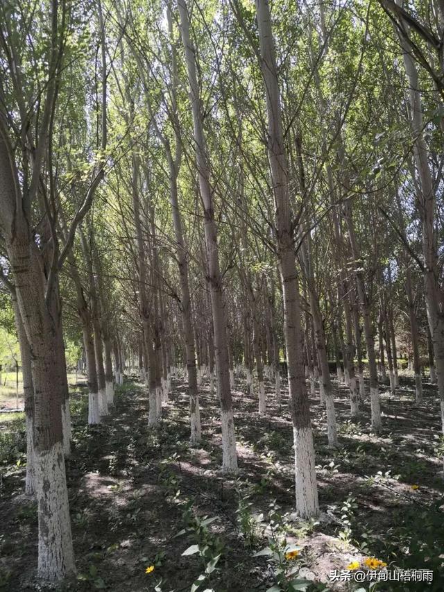 新疆之行（九）博乐，一座令人心动的宜居城市