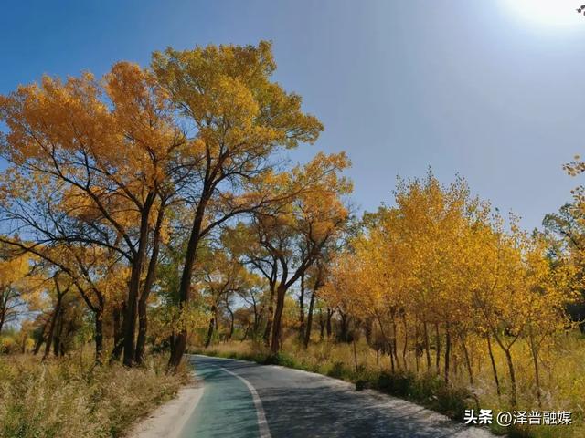 泽普县金湖杨国家5A级景区:秋日胡杨引客来 旅游热度持续攀升