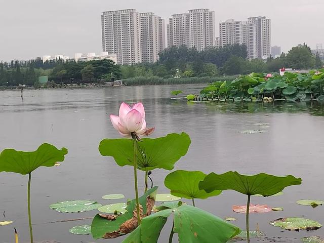 龙蟠河的荷