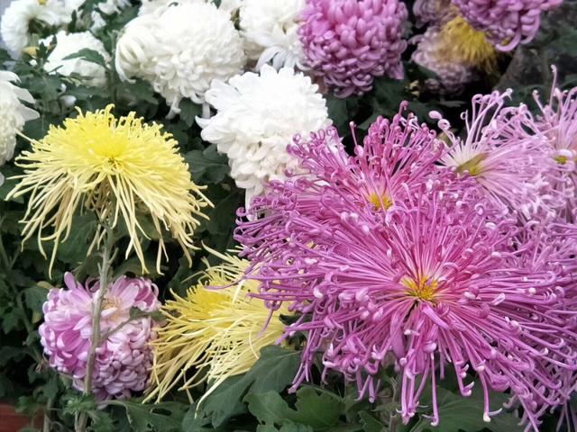 以菊为媒，文化搭台、经济唱戏——开封第43届菊花文化节