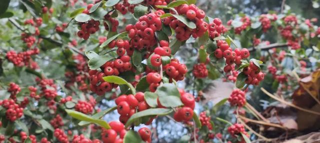 红满枝头！凤鸣公园火棘果红，你来与不来美就在那里！