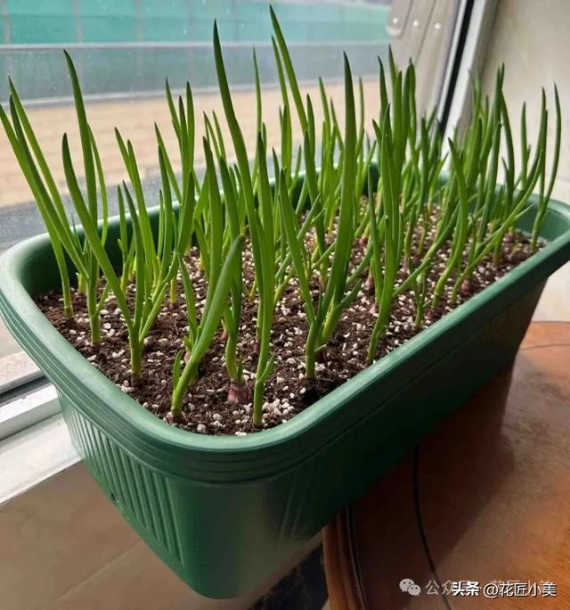 女孩在阳台上，种的白菜“25天即可采收”，网友：果然是快菜！