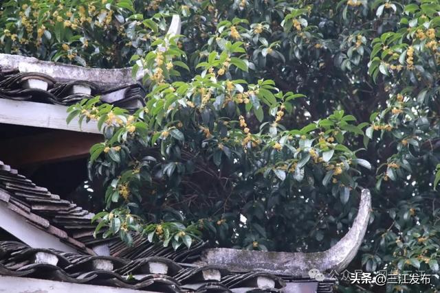 金秋桂香满侗乡