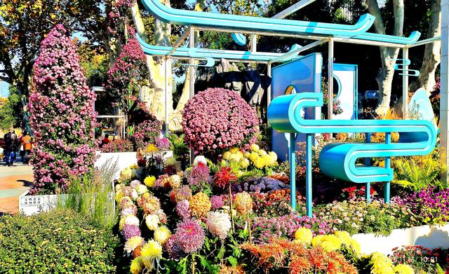 中山公园的菊花