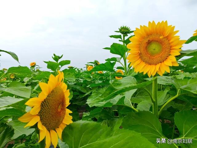 秋日南京，金色相逢