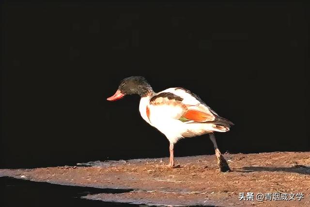 今日午后骑行西湿地，第一次遇见翘鼻麻鸭